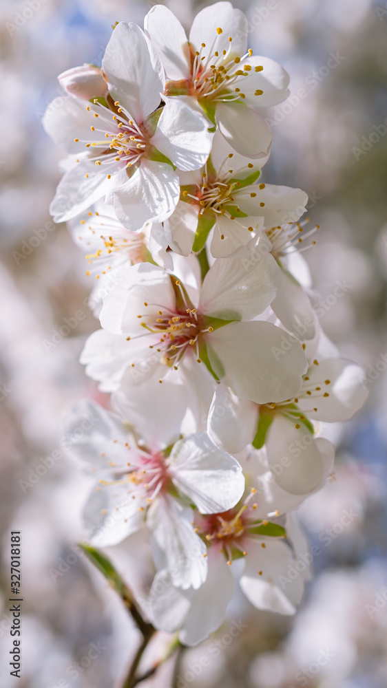 Flores de almendro macro blancas y rosas con flores de fondo blur.