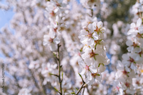 Ramas de almendro con flores blancas y rosas © PABLO