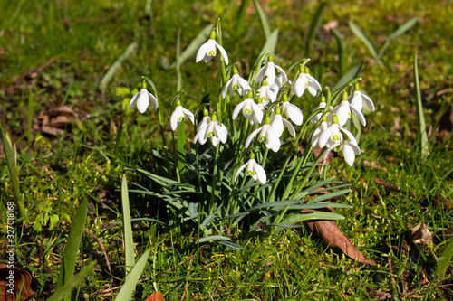 Close up of a group of Snowdrops  Galanthus nivalis