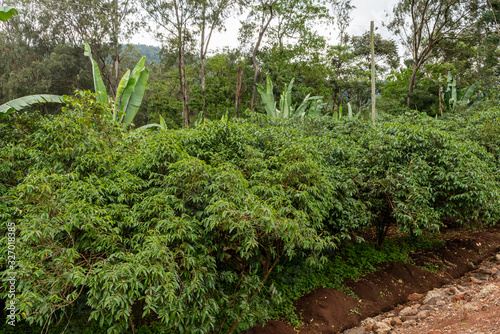 Coffee plants in Ethiopia