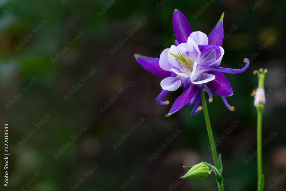 Aquilegia flower common known as granny's bonnet is growing outdoor in the forest with bokeh background Aquilegia flower common known as granny's bonnet is growing outdoor in the forest with bokeh background