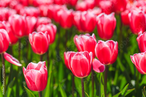 Closeup of pink tulips flowers with green leaves in the park outdoor.