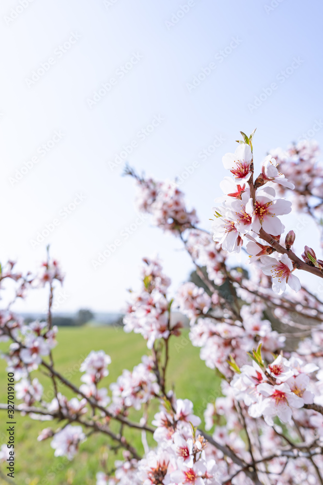 Rama de almendro en flor con cielo azul de fondo