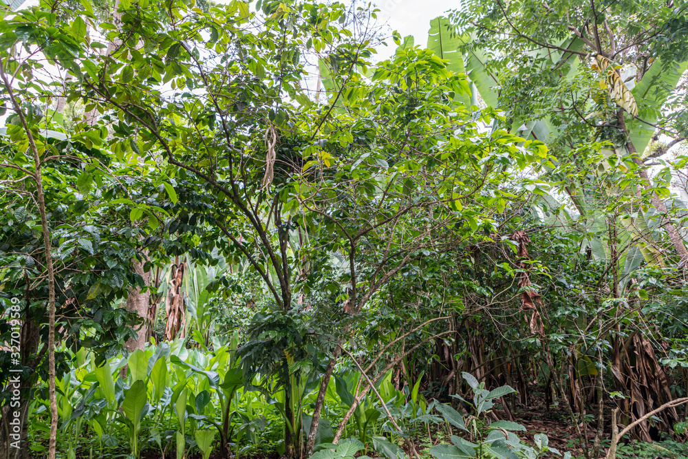 Lush vegetation of southern Ethiopia Lush vegetation of southern Ethiopia