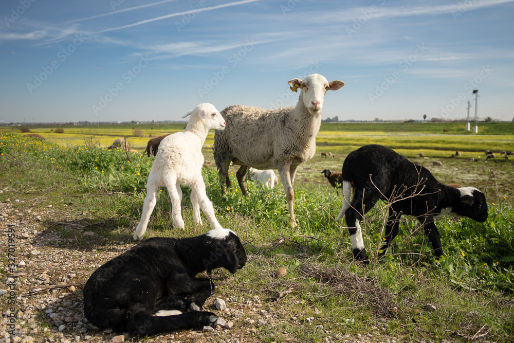 Naklejka premium Sheep from close up on the green grass next to newborn lambs.
