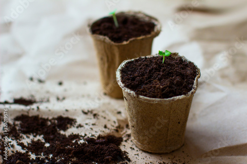 Seedlings in peat pot. Spring planting. Young plant in pot.