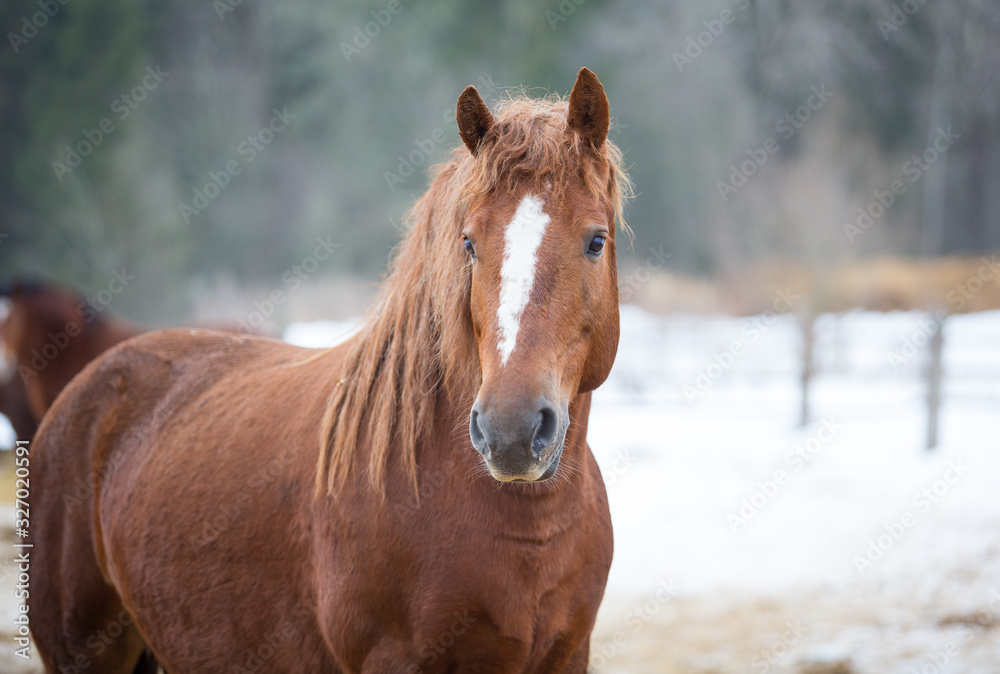 Obraz premium Portrait of a red horse