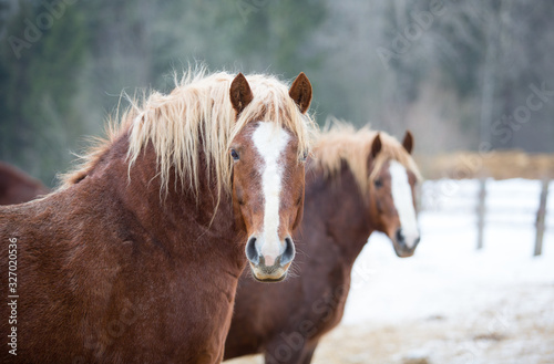 Portrait of ginger horses