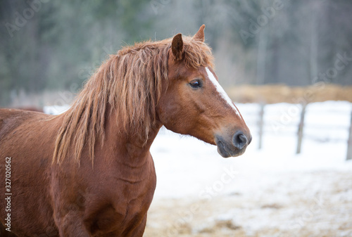 Portrait of a red horse