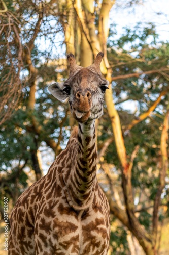Photography Wild Giraffe in Kenya