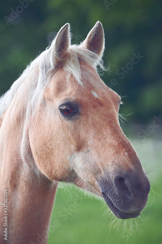 Fototapeta Naklejka Na Ścianę i Meble -  Beautiful Head Horse Closeup Photo