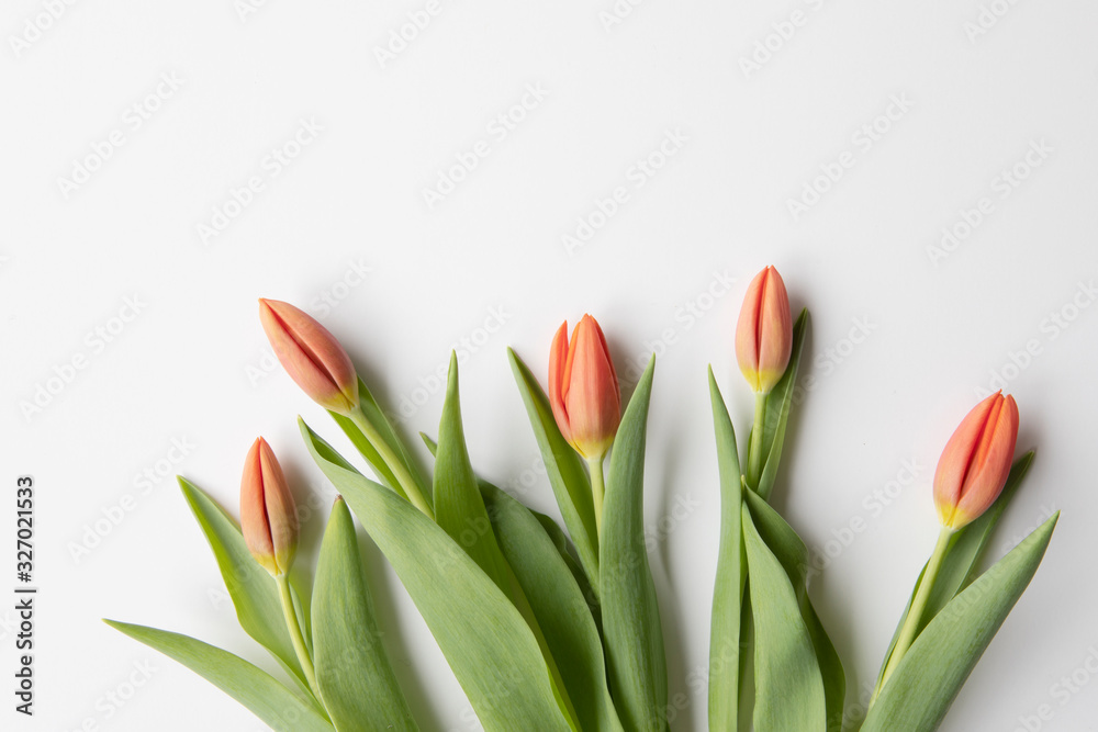 Bunch of fresh red tulips flat lay on white background with copy pace. Seasonal, easter, spring flowers background. 