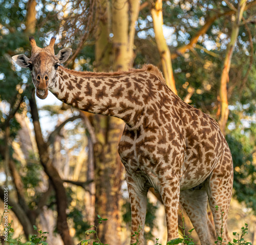 Photography Wild Giraffe in Kenya