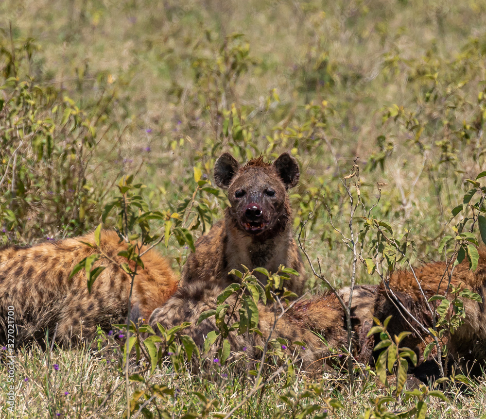 Hyenas feasting on a baby water buffalo Hyenas feasting on a baby water buffalo