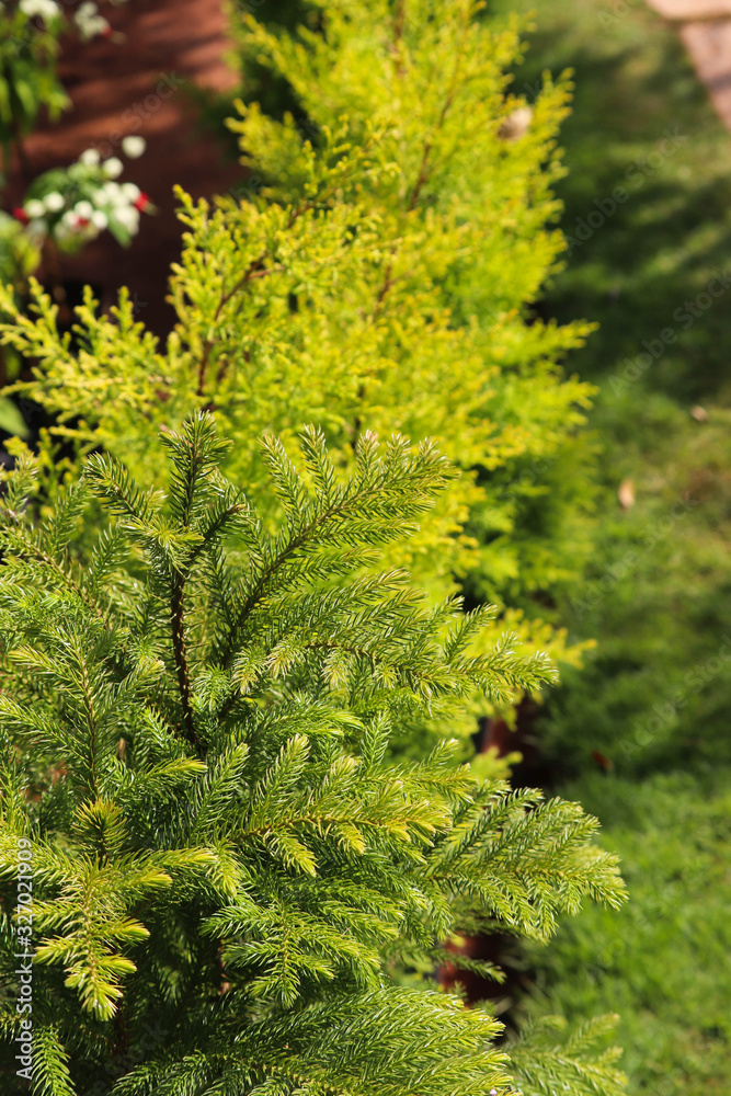 Newly Growing Conifer Cedar Thuja Christmas Fur Tree With Green Leaf In Spring Season For Outdoor Modern Home Gardening Newly Growing Conifer Cedar Thuja Christmas Fur Tree With Green Leaf In Spring Season For Outdoor Modern Home Gardening
