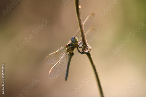 libélula na natureza © Filomena