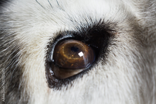 brown eye dog husky wolf