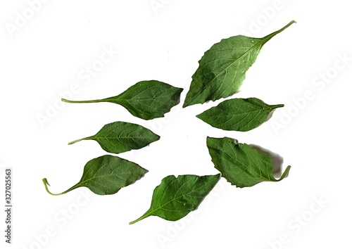 Solanum nigrum leaves on white background. typical food of guatemala photo