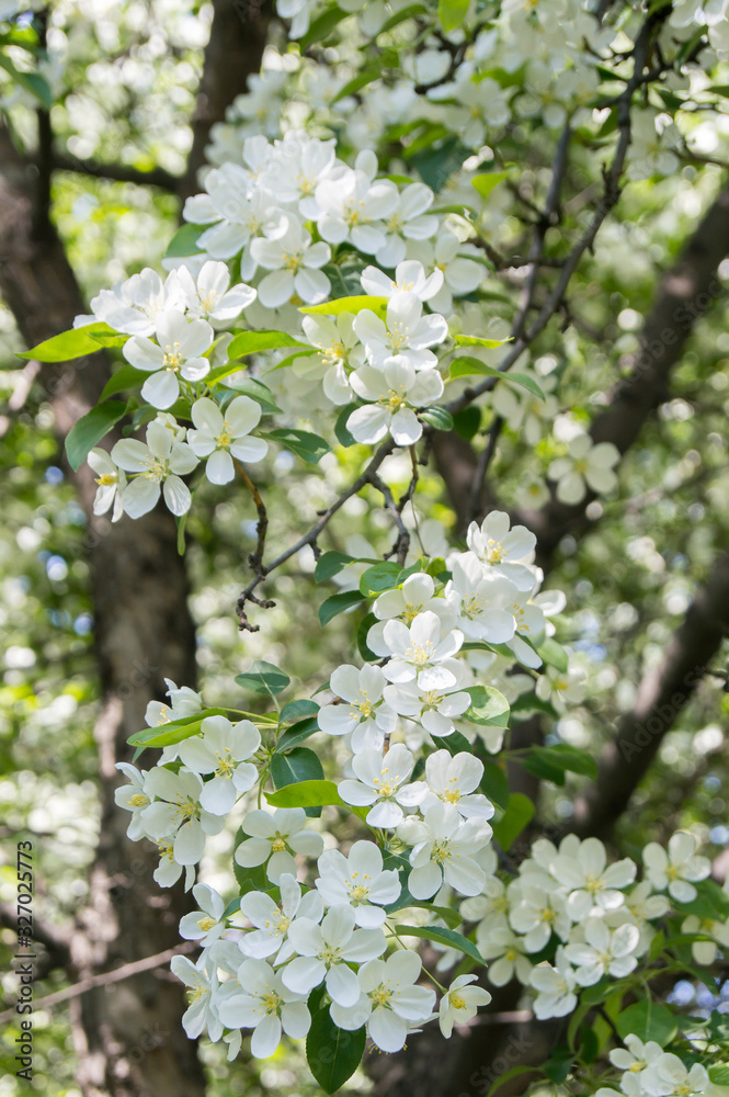 Fototapeta premium Blooming apple tree in spring