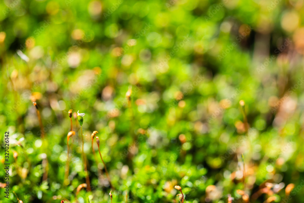 a withered carnivorous plant once lived here in green macro a withered carnivorous plant once lived here in green macro