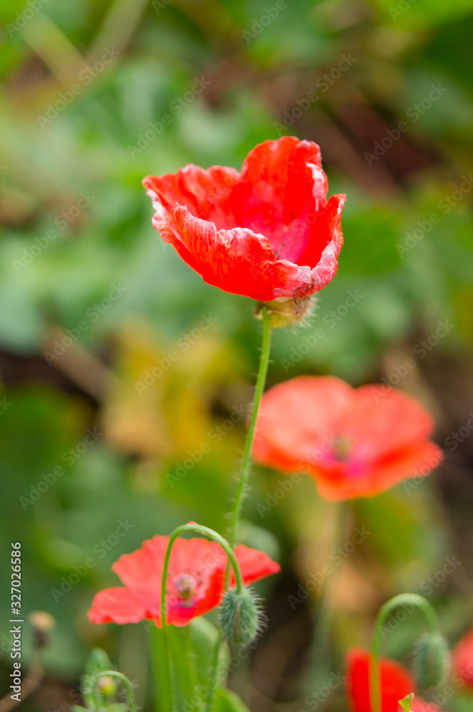 Fototapeta premium flowering red poppies in a field