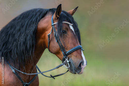 Andalusian bay horse with long mane in bridle. Fototapeta