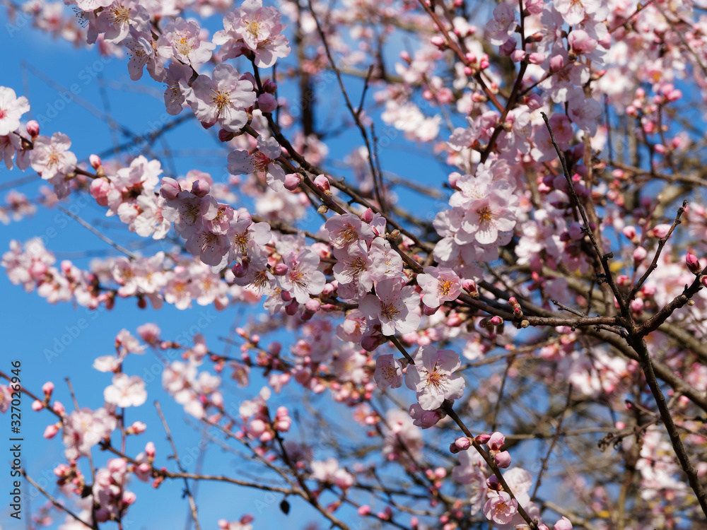 (Prunus dulcis) Mandelbaum Frühlings Blüte mit grün-rötlichen Kelchblätter und weißen bis rosafarbenen Kronblätter