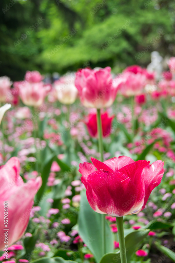 Pink and white tulips in the flowerbed