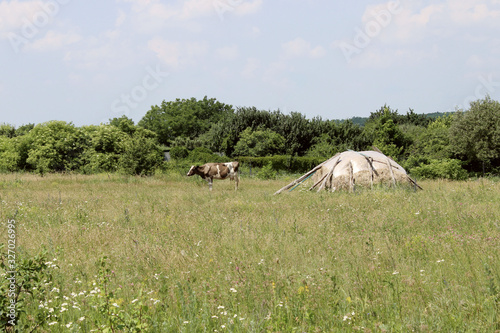 Cow standing in farm pasture. Shot of a herd of cattle on a dairy farm. Nature  farm  animals concept.