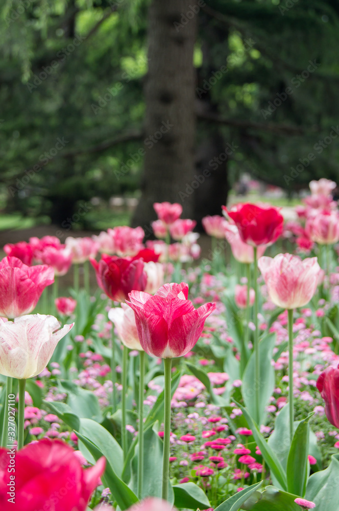 Pink and white tulips in the flowerbed