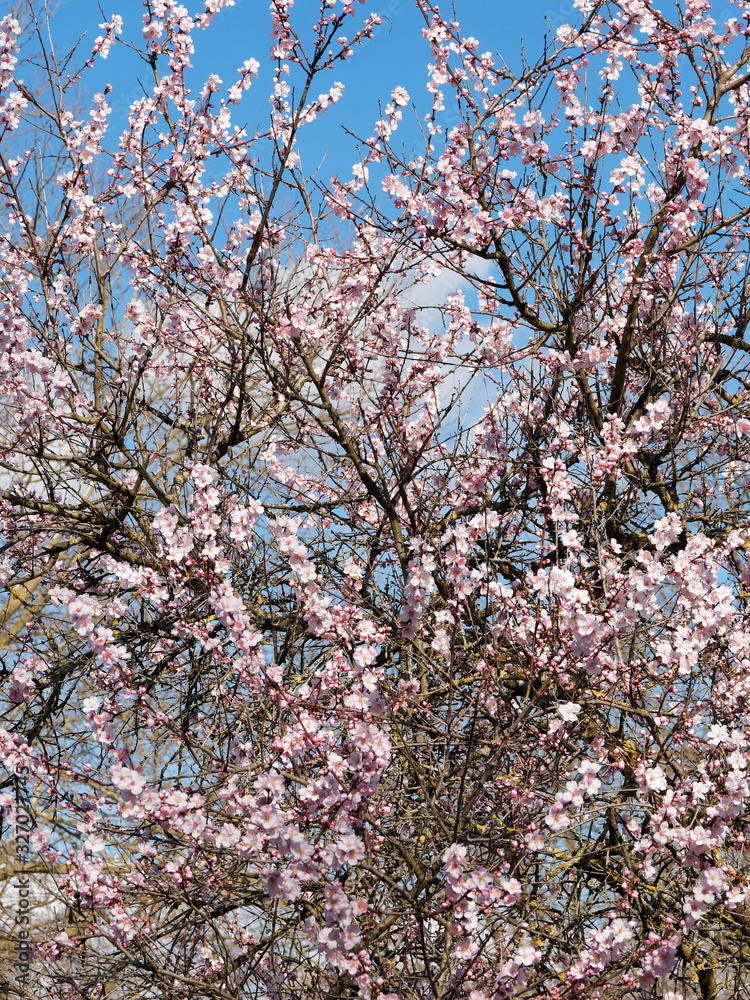 (Prunus dulcis) Mandelbaum mit aufrecht und horizontal äste garniert mit prächtigen frühlingrosa Blüten unter einem blauen Himmel (Prunus dulcis) Mandelbaum mit aufrecht und horizontal äste garniert mit prächtigen frühlingrosa Blüten unter einem blauen Himmel