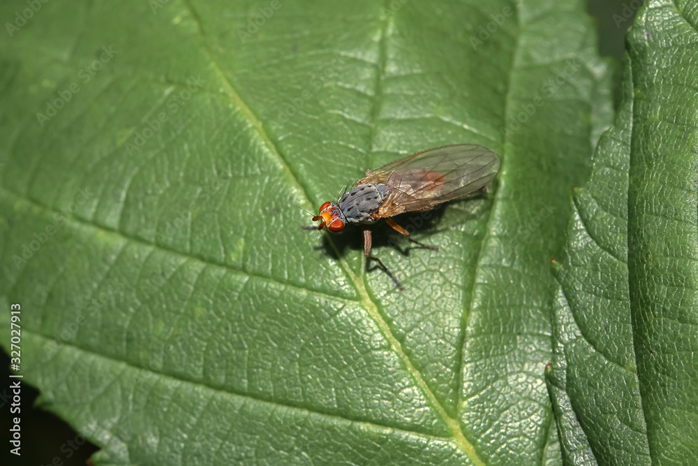 Hornfliege auf einem Blatt, Anticheta brevipennis