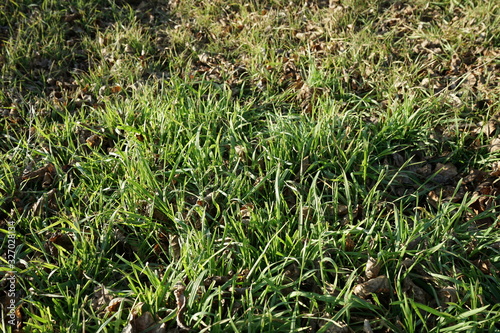 The first spring grass in the clearing