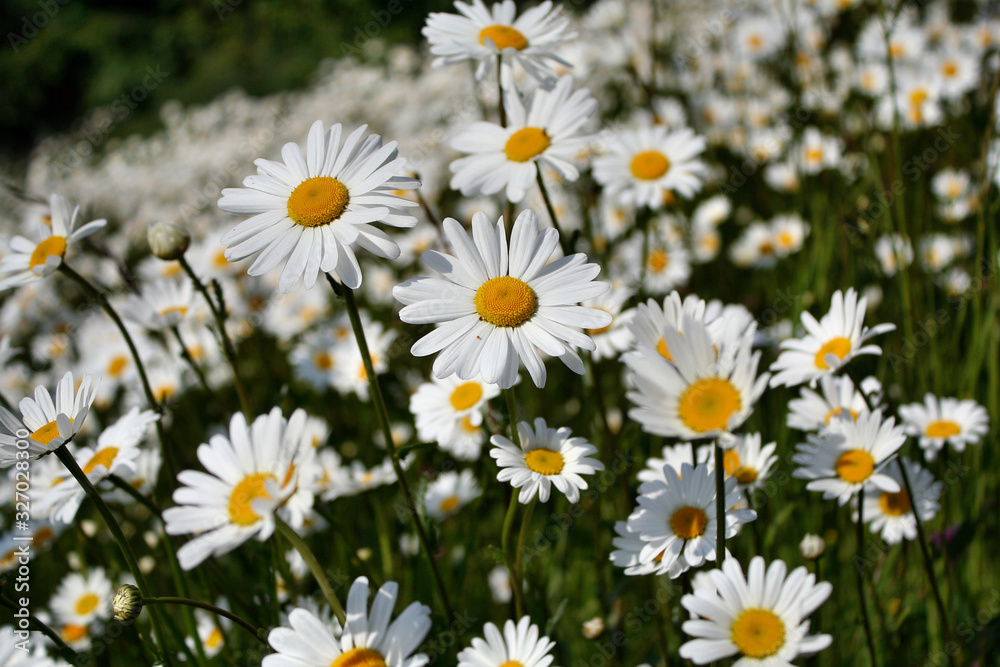 Gänseblümchen