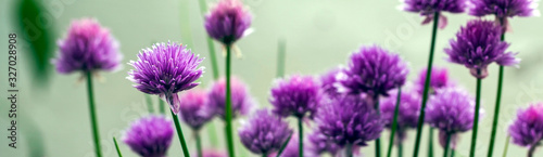 Beautiful panorama of chives  Allium schoenoprasum  in glorious pink flower - banner or header for designs  or for growing herbs.
