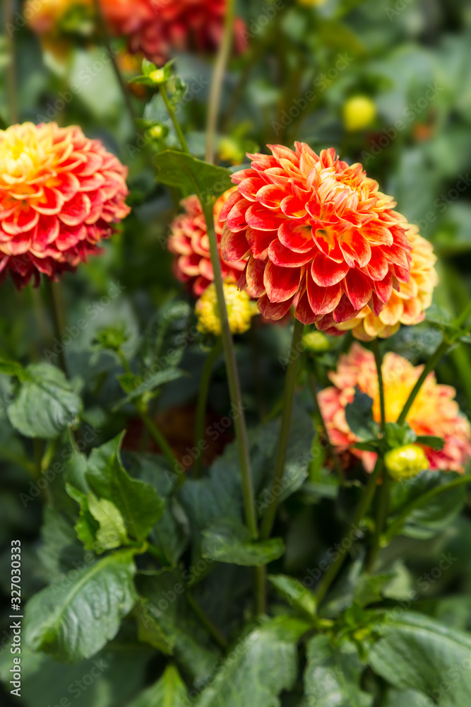 Flower dahlia dekorative Joachim Clasen in the garden Flower dahlia dekorative Joachim Clasen in the garden