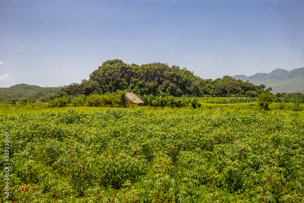 Viñales, the valley of Cuba where the best tobacco in the world comes from Viñales, the valley of Cuba where the best tobacco in the world comes from