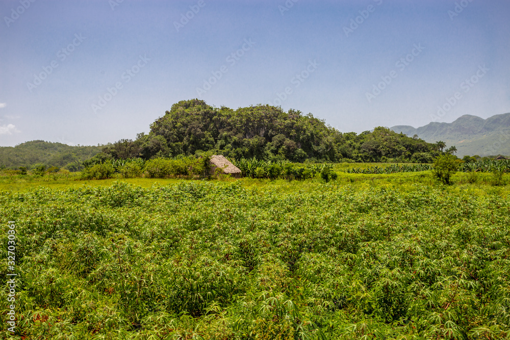 Viñales, the valley of Cuba where the best tobacco in the world comes from