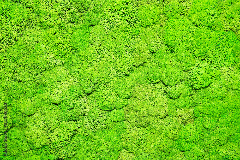 green moss for the background. green decor