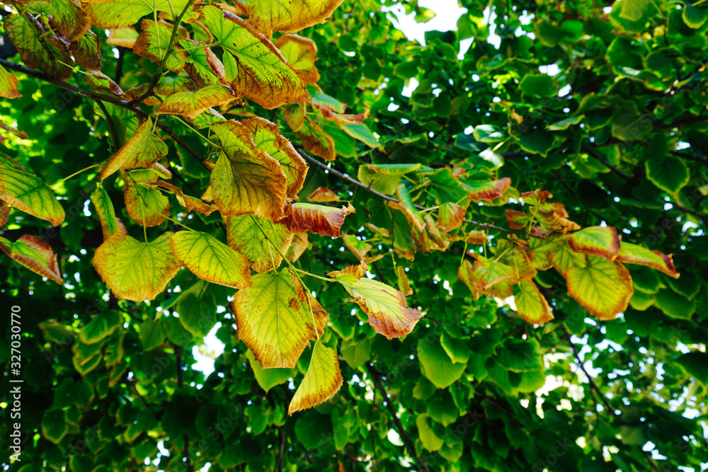 Φωτογραφία Beautiful green leaves becoming brown because of fall