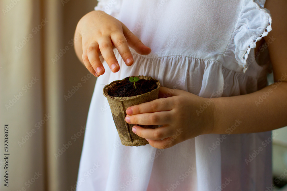 Child holds in his hands a peat pot with seedlings. Spring planting. Young plant in a pot.