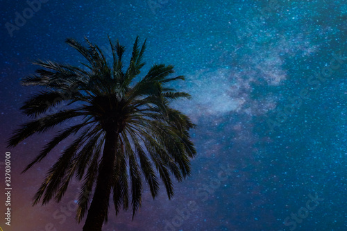 Palm tree view with night sky background