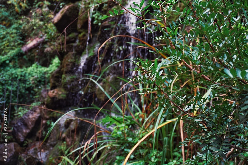Focused green leaves in the forest with small fall on background Focused green leaves in the forest with small fall on background