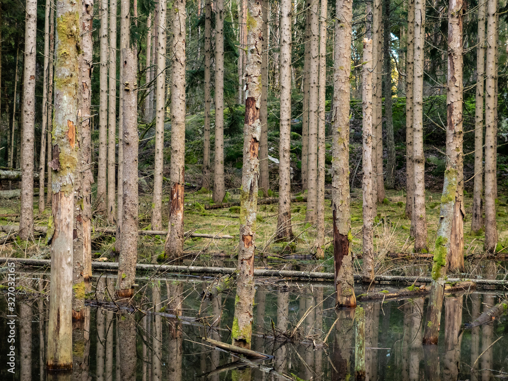 Spruce trees in a decaying forest standing in a pond, swamp condition, surrounded by moss Spruce trees in a decaying forest standing in a pond, swamp condition, surrounded by moss
