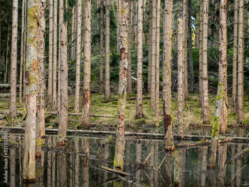 Spruce trees in a decaying forest standing in a pond  swamp condition  surrounded by moss
