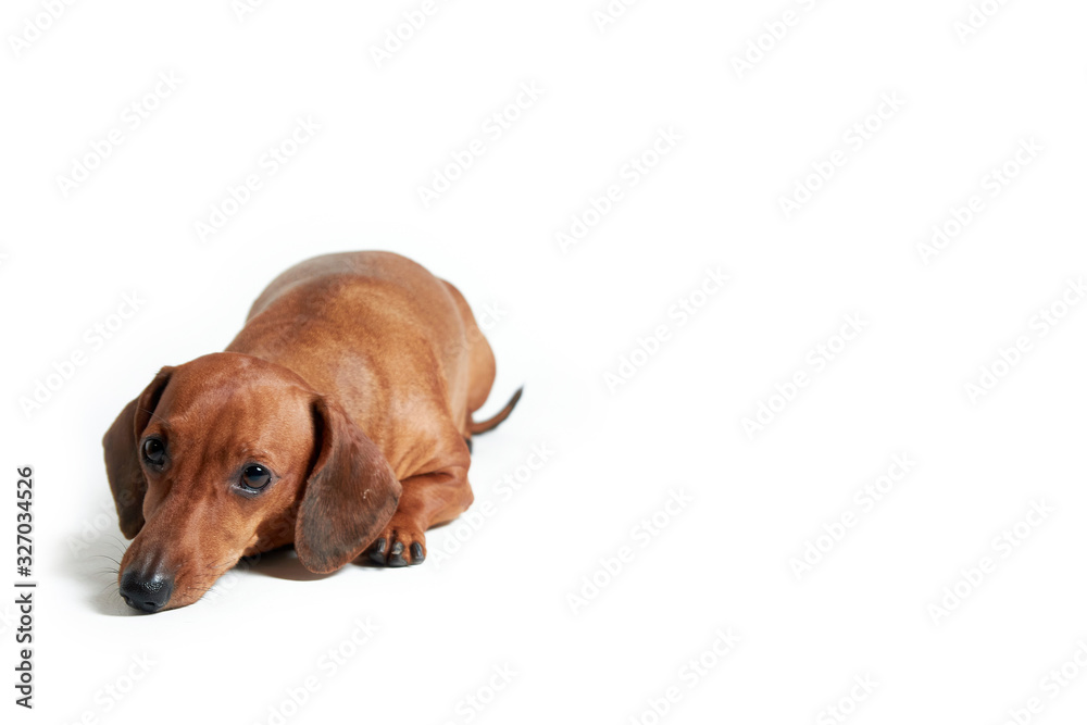 dachshund on a white background, horizontal orientation
