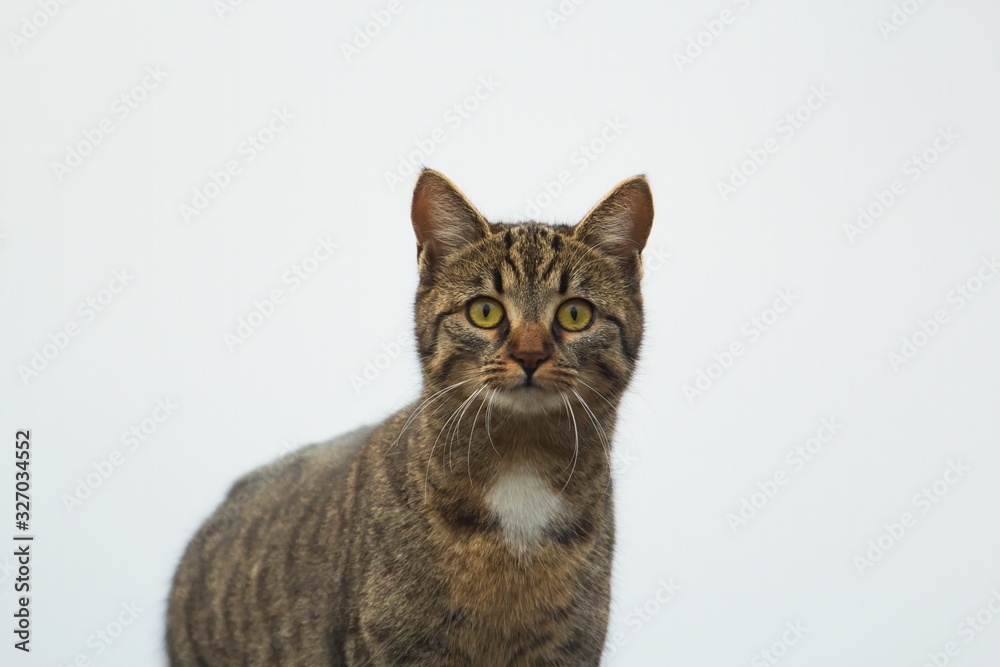 Portrait einer hübschen jungen Katze vor hellem Hintergrund, Felis silvestris catus Portrait einer hübschen jungen Katze vor hellem Hintergrund, Felis silvestris catus