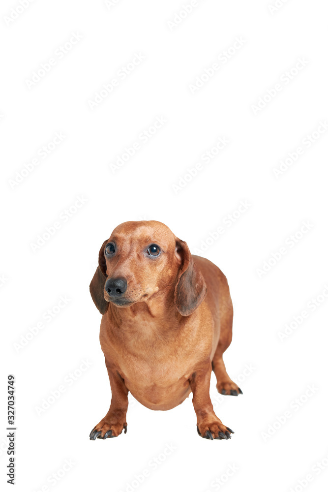 dachshund on a white isolated background, vertical orientation dachshund on a white isolated background, vertical orientation