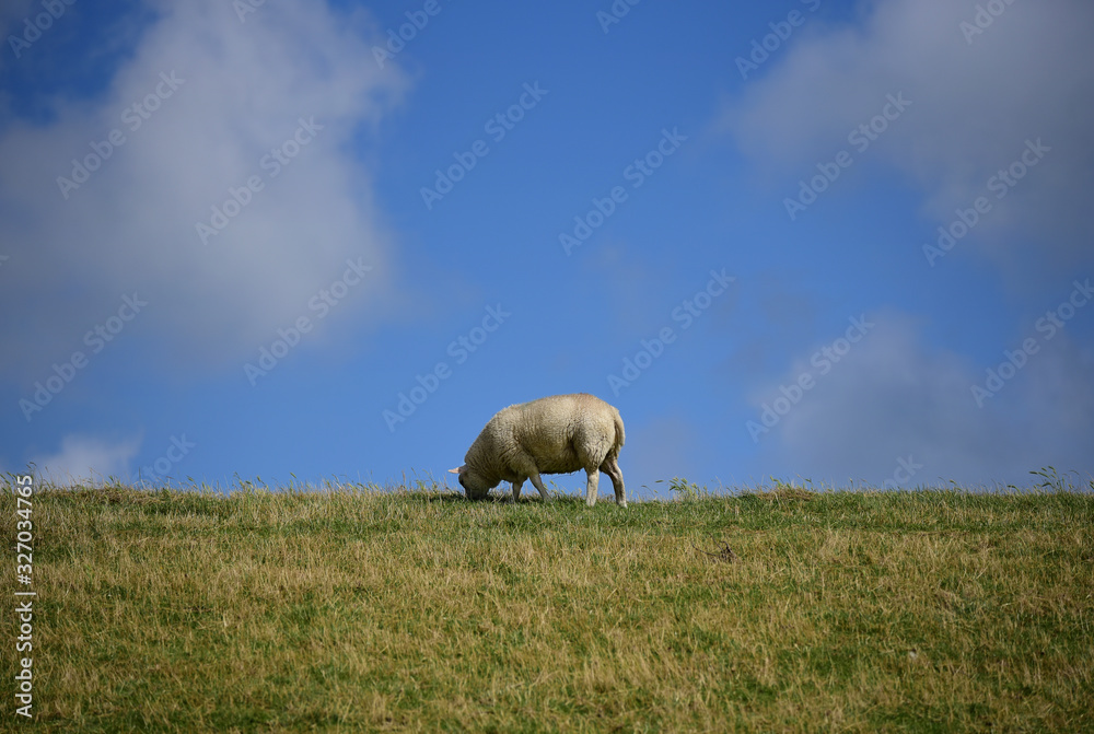 Fototapeta premium Sheep grazing on the top of a green hill with blue sky on a sunny day. Texel Island, Holland