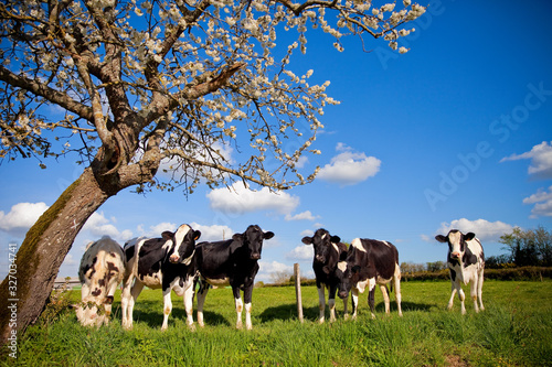 Prairie et vaches laitières au printemps.